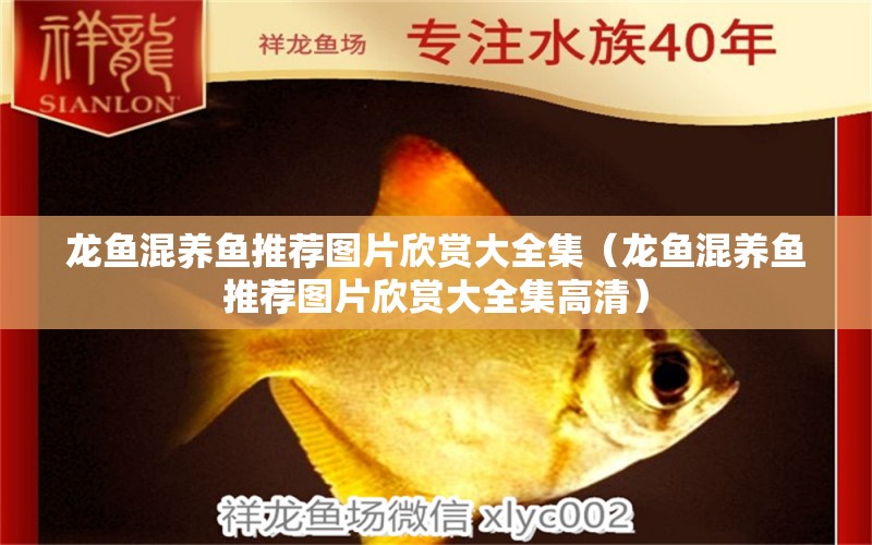 龍魚混養(yǎng)魚推薦圖片欣賞大全集（龍魚混養(yǎng)魚推薦圖片欣賞大全集高清） 廣州龍魚批發(fā)市場