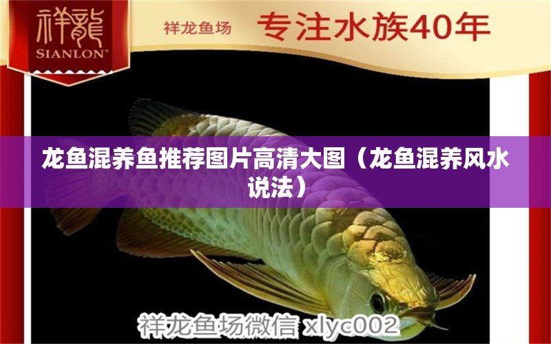 龍魚混養(yǎng)魚推薦圖片高清大圖（龍魚混養(yǎng)風(fēng)水說法）