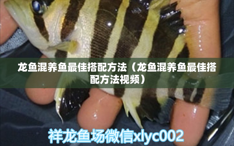 龍魚(yú)混養(yǎng)魚(yú)最佳搭配方法（龍魚(yú)混養(yǎng)魚(yú)最佳搭配方法視頻）