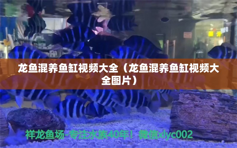 龍魚混養(yǎng)魚缸視頻大全（龍魚混養(yǎng)魚缸視頻大全圖片）