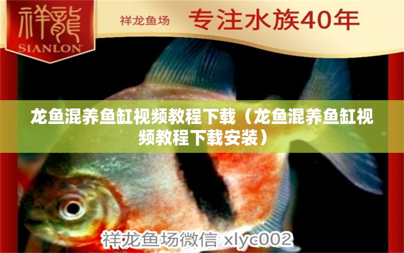 龍魚混養(yǎng)魚缸視頻教程下載（龍魚混養(yǎng)魚缸視頻教程下載安裝）