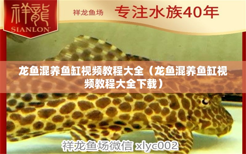 龍魚混養(yǎng)魚缸視頻教程大全（龍魚混養(yǎng)魚缸視頻教程大全下載）