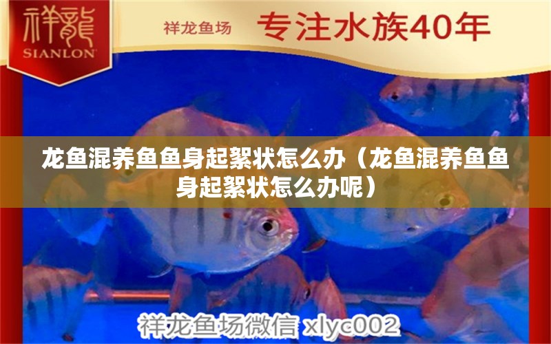 龍魚混養(yǎng)魚魚身起絮狀怎么辦（龍魚混養(yǎng)魚魚身起絮狀怎么辦呢） 龍魚疾病與治療