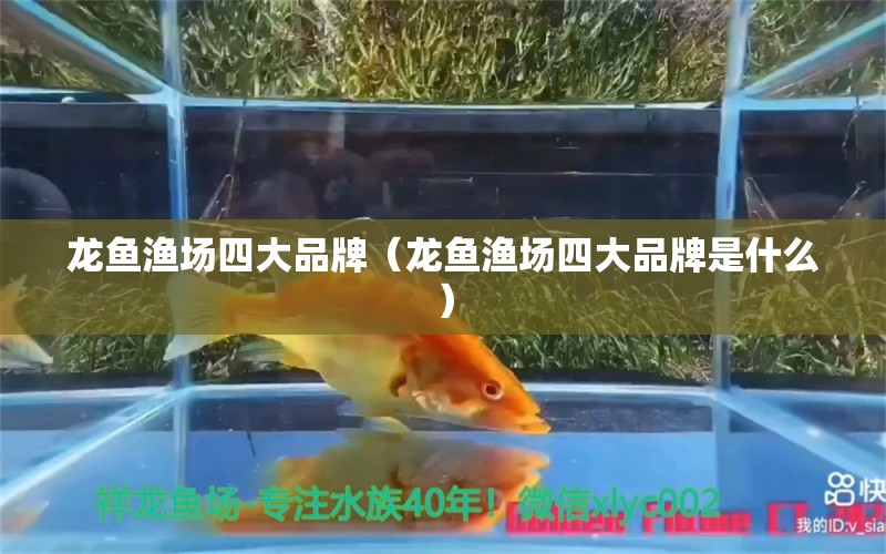 龍魚漁場四大品牌（龍魚漁場四大品牌是什么） 廣州龍魚批發(fā)市場