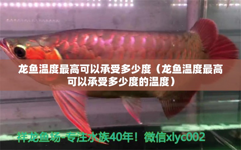 龍魚溫度最高可以承受多少度（龍魚溫度最高可以承受多少度的溫度）