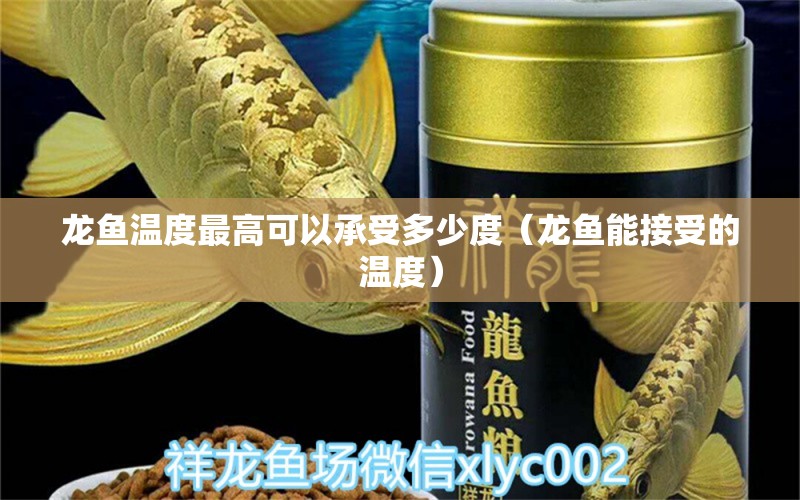 龍魚溫度最高可以承受多少度（龍魚能接受的溫度） 烏龜