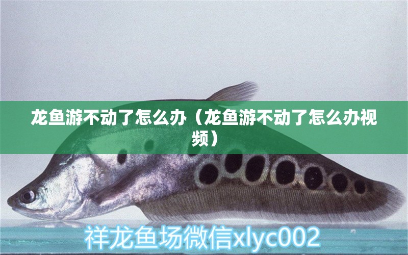 龍魚游不動了怎么辦（龍魚游不動了怎么辦視頻）