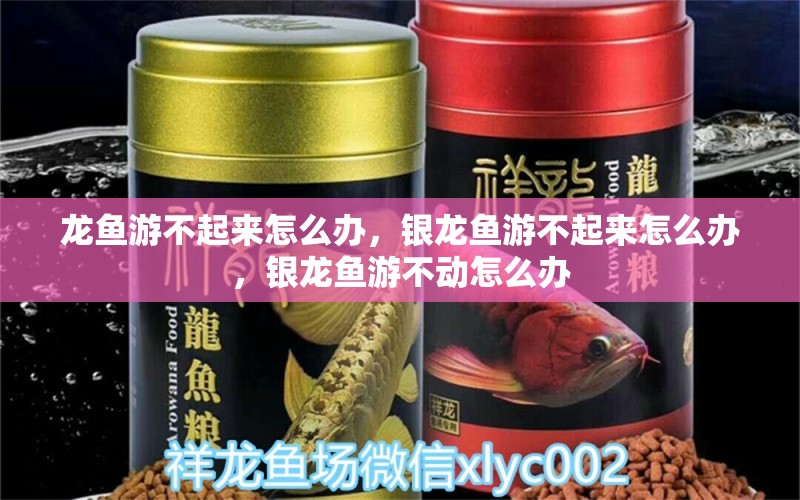 龍魚游不起來怎么辦，銀龍魚游不起來怎么辦，銀龍魚游不動(dòng)怎么辦