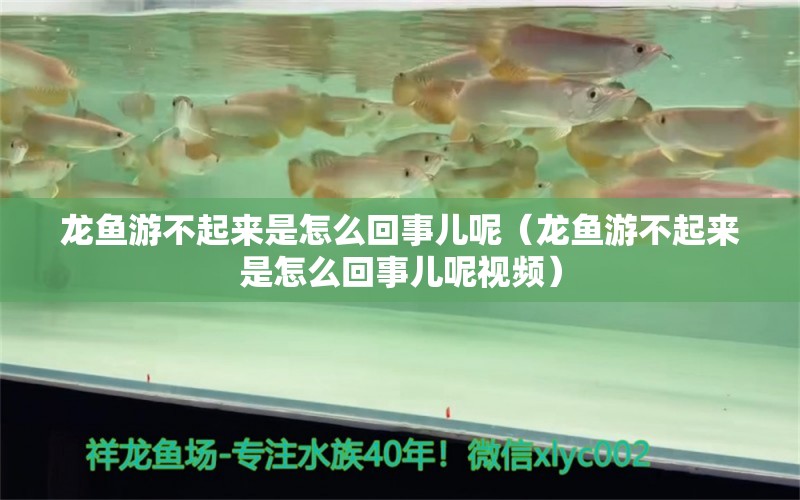 龍魚游不起來是怎么回事兒呢（龍魚游不起來是怎么回事兒呢視頻） 廣州龍魚批發(fā)市場