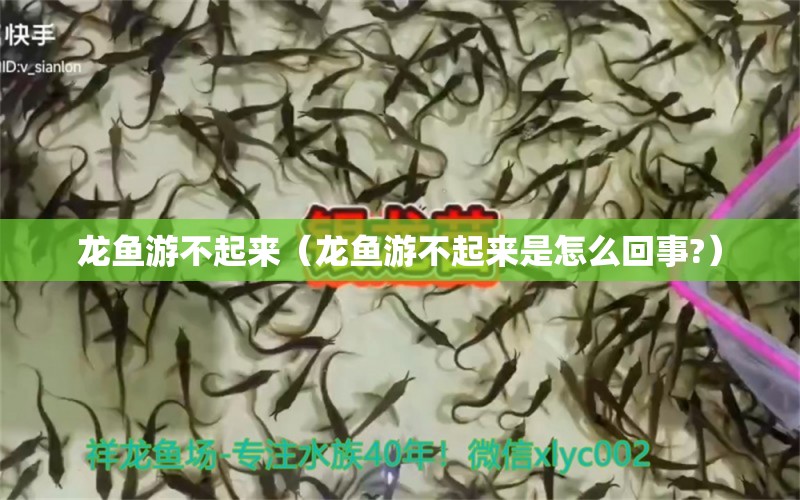 龍魚游不起來(lái)（龍魚游不起來(lái)是怎么回事?）