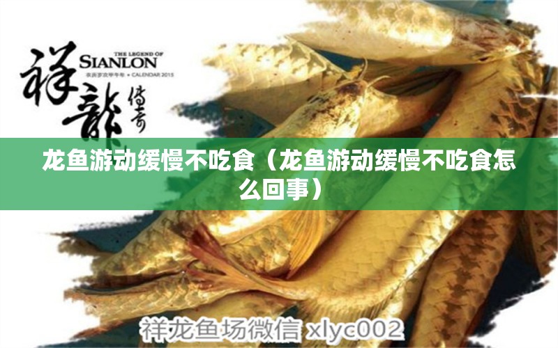 龍魚游動緩慢不吃食（龍魚游動緩慢不吃食怎么回事）