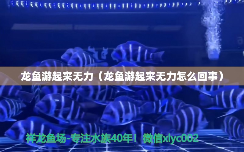 龍魚游起來無力（龍魚游起來無力怎么回事） 龍魚疾病與治療