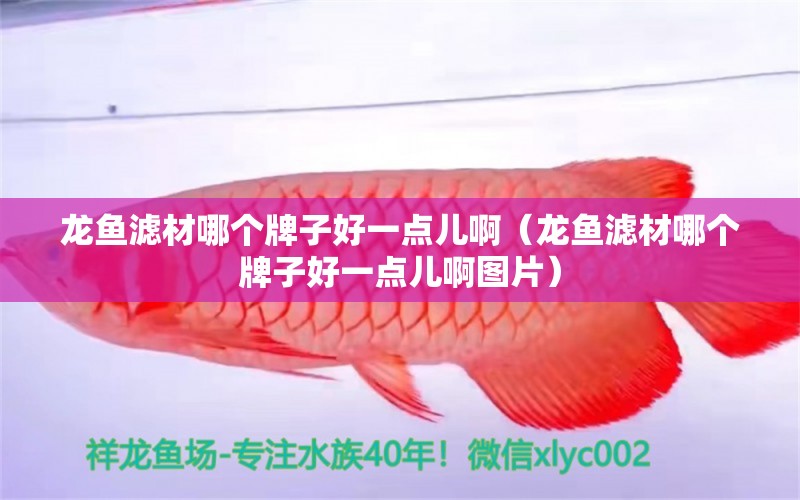 龍魚濾材哪個(gè)牌子好一點(diǎn)兒?。堲~濾材哪個(gè)牌子好一點(diǎn)兒啊圖片）