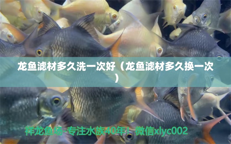 龍魚濾材多久洗一次好（龍魚濾材多久換一次）