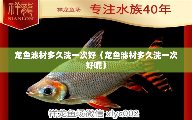 龍魚濾材多久洗一次好（龍魚濾材多久洗一次好呢） 廣州龍魚批發(fā)市場