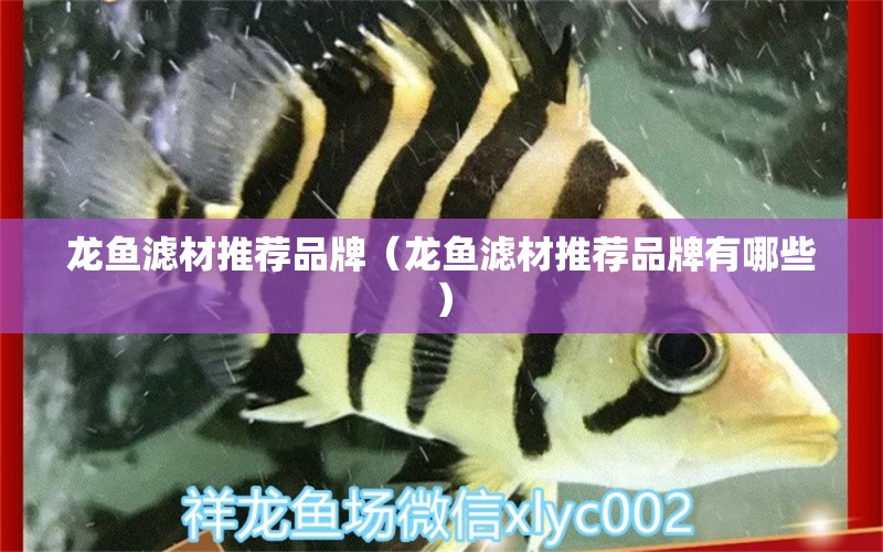 龍魚濾材推薦品牌（龍魚濾材推薦品牌有哪些）