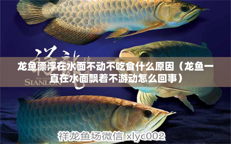 龍魚(yú)漂浮在水面不動(dòng)不吃食什么原因（龍魚(yú)一直在水面飄著不游動(dòng)怎么回事） 廣州觀(guān)賞魚(yú)批發(fā)市場(chǎng)