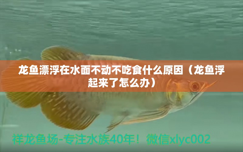 龍魚漂浮在水面不動不吃食什么原因（龍魚浮起來了怎么辦）