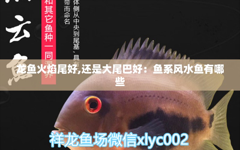 龍魚火焰尾好,還是大尾巴好：魚系風(fēng)水魚有哪些