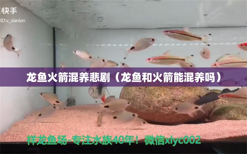 龍魚(yú)火箭混養(yǎng)悲劇（龍魚(yú)和火箭能混養(yǎng)嗎）