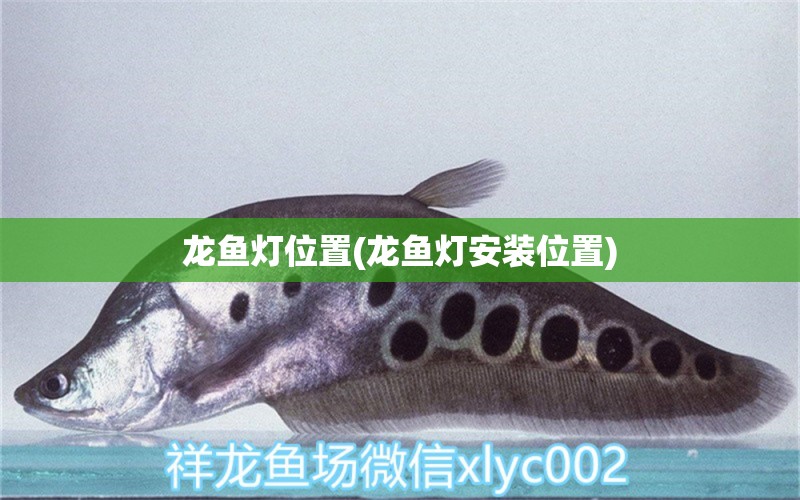 龍魚燈位置(龍魚燈安裝位置) 蘇虎