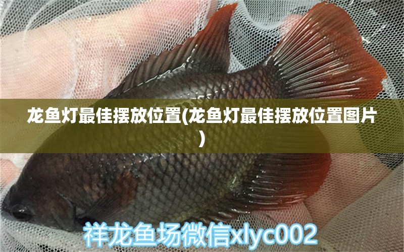 龍魚(yú)燈最佳擺放位置(龍魚(yú)燈最佳擺放位置圖片) 殺菌消毒設(shè)備