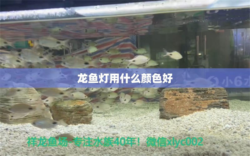 龍魚燈用什么顏色好