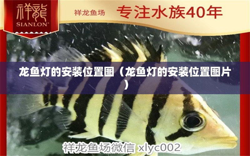 龍魚燈的安裝位置圖（龍魚燈的安裝位置圖片）