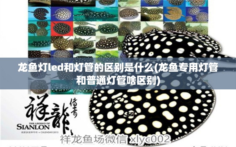 龍魚(yú)燈led和燈管的區(qū)別是什么(龍魚(yú)專(zhuān)用燈管和普通燈管啥區(qū)別)