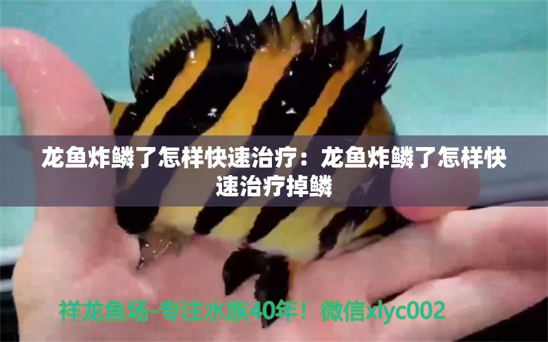 龍魚炸鱗了怎樣快速治療：龍魚炸鱗了怎樣快速治療掉鱗