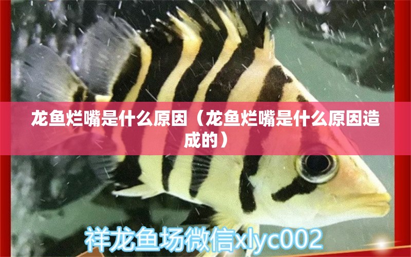 龍魚爛嘴是什么原因（龍魚爛嘴是什么原因造成的）