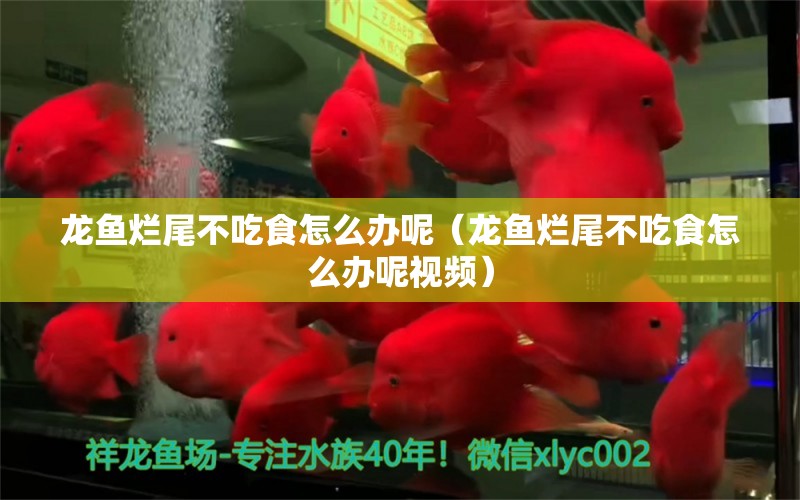 龍魚爛尾不吃食怎么辦呢（龍魚爛尾不吃食怎么辦呢視頻） 廣州龍魚批發(fā)市場