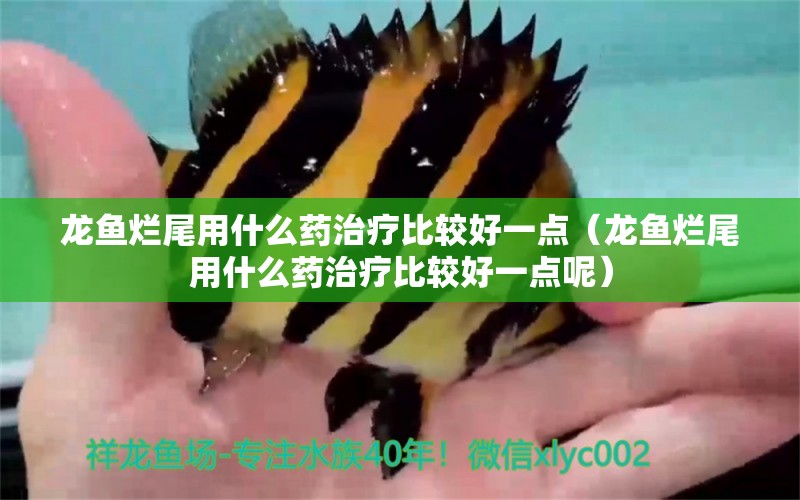 龍魚爛尾用什么藥治療比較好一點（龍魚爛尾用什么藥治療比較好一點呢） 廣州龍魚批發(fā)市場