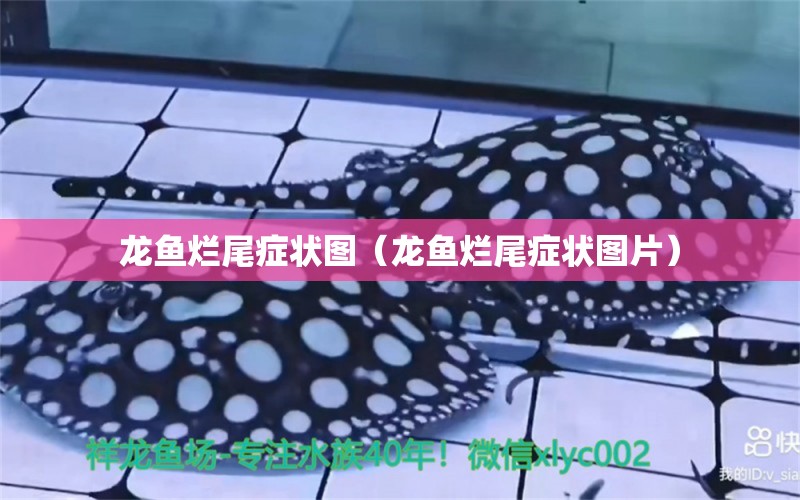 龍魚爛尾癥狀圖（龍魚爛尾癥狀圖片） 廣州龍魚批發(fā)市場