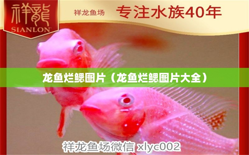 龍魚爛鰓圖片（龍魚爛鰓圖片大全）