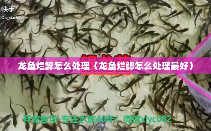 龍魚爛鰓怎么處理（龍魚爛鰓怎么處理最好）