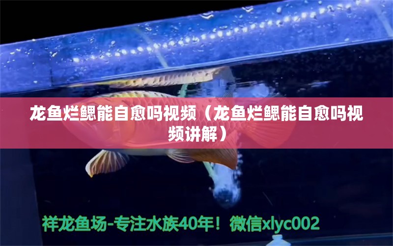 龍魚爛鰓能自愈嗎視頻（龍魚爛鰓能自愈嗎視頻講解） 廣州龍魚批發(fā)市場(chǎng)