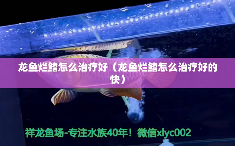 龍魚爛鰭怎么治療好（龍魚爛鰭怎么治療好的快） 祥龍水族醫(yī)院