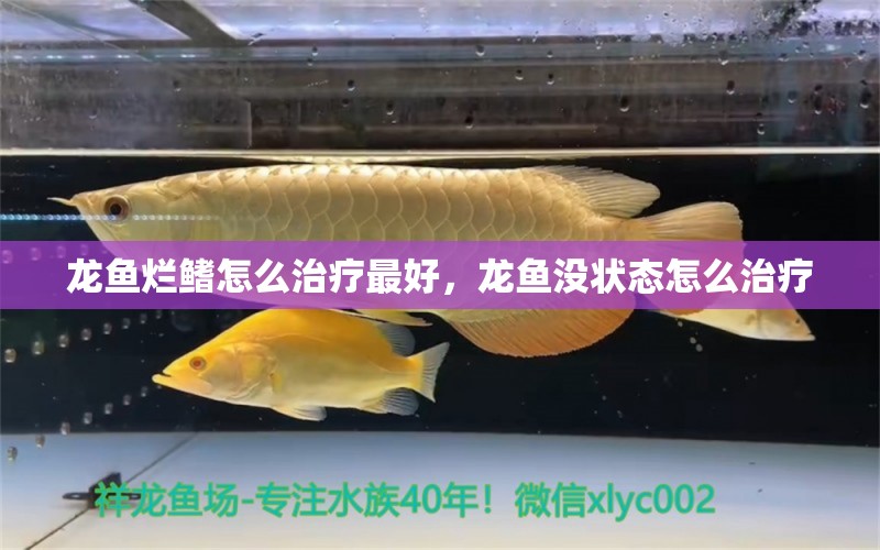 龍魚爛鰭怎么治療最好，龍魚沒狀態(tài)怎么治療 養(yǎng)魚知識 第1張