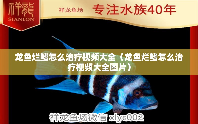 龍魚爛鰭怎么治療視頻大全（龍魚爛鰭怎么治療視頻大全圖片） 廣州龍魚批發(fā)市場