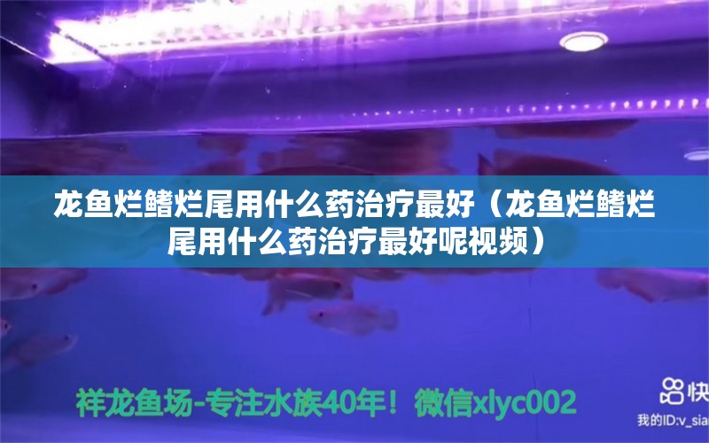 龍魚爛鰭爛尾用什么藥治療最好（龍魚爛鰭爛尾用什么藥治療最好呢視頻）