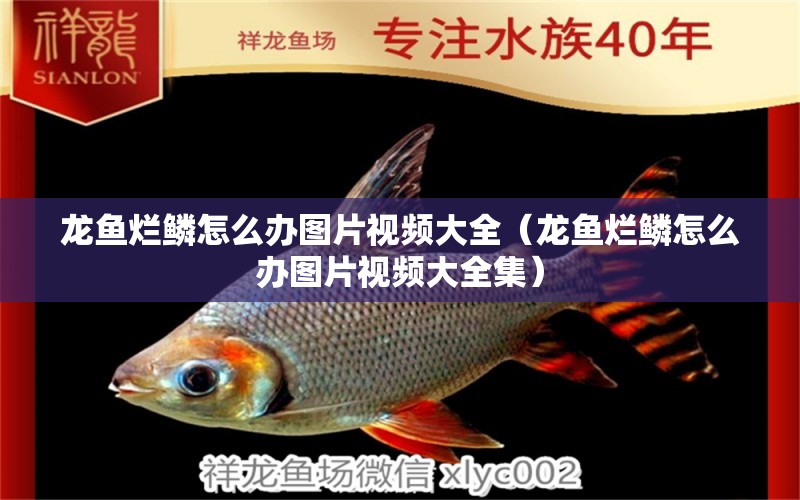 龍魚爛鱗怎么辦圖片視頻大全（龍魚爛鱗怎么辦圖片視頻大全集） 廣州龍魚批發(fā)市場