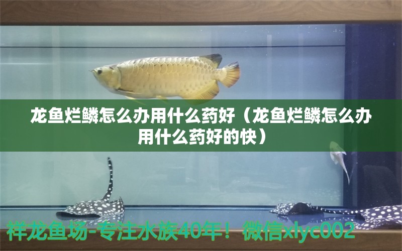 龍魚爛鱗怎么辦用什么藥好（龍魚爛鱗怎么辦用什么藥好的快）