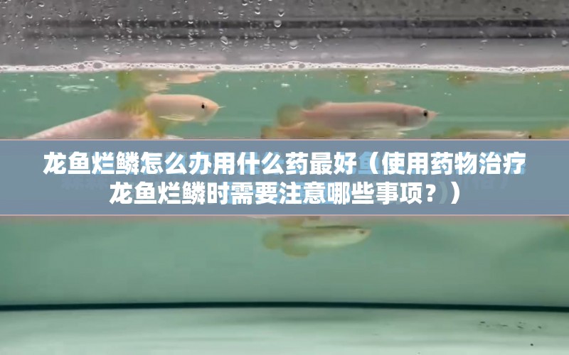 龍魚爛鱗怎么辦用什么藥最好（使用藥物治療龍魚爛鱗時需要注意哪些事項？） 水族問答 第1張