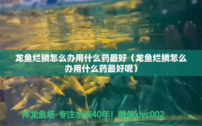 龍魚爛鱗怎么辦用什么藥最好（龍魚爛鱗怎么辦用什么藥最好呢） 廣州龍魚批發(fā)市場