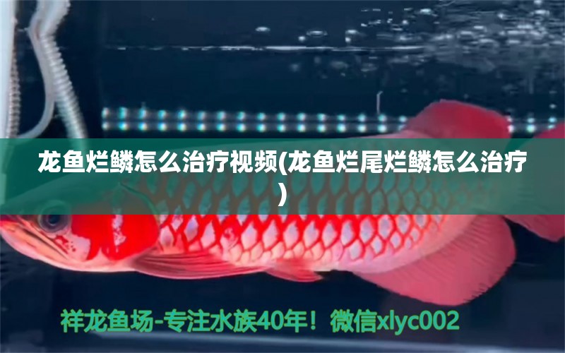 龍魚(yú)爛鱗怎么治療視頻(龍魚(yú)爛尾爛鱗怎么治療) 印尼紅龍魚(yú) 第1張