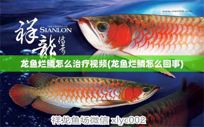 龍魚爛鱗怎么治療視頻(龍魚爛鱗怎么回事)