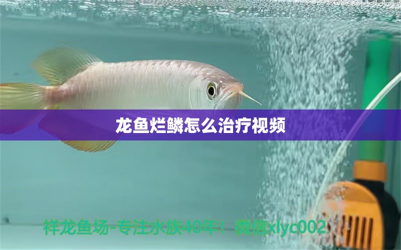 龍魚爛鱗怎么治療視頻 祥龍魚場