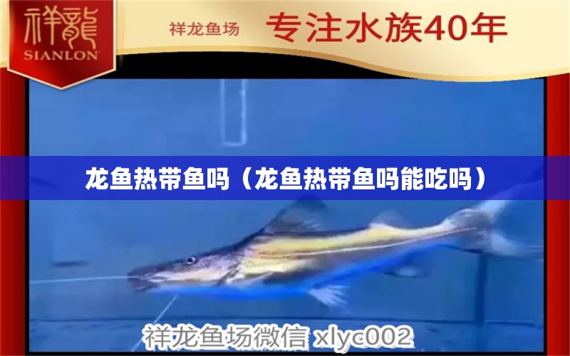 龍魚(yú)熱帶魚(yú)嗎（龍魚(yú)熱帶魚(yú)嗎能吃嗎） 廣州龍魚(yú)批發(fā)市場(chǎng)