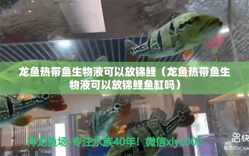 龍魚熱帶魚生物液可以放錦鯉（龍魚熱帶魚生物液可以放錦鯉魚缸嗎） 廣州龍魚批發(fā)市場